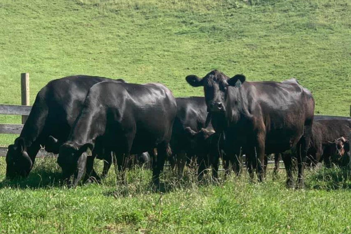 Black angus cows from Bonner Farms