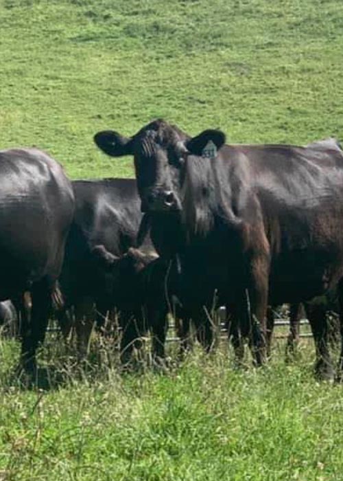 Black angus cows from Bonner Farms